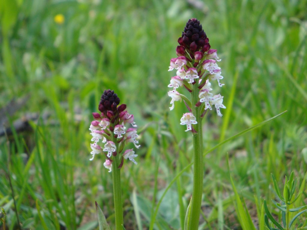Neotinea ustulata / Orchidea bruciacchiata